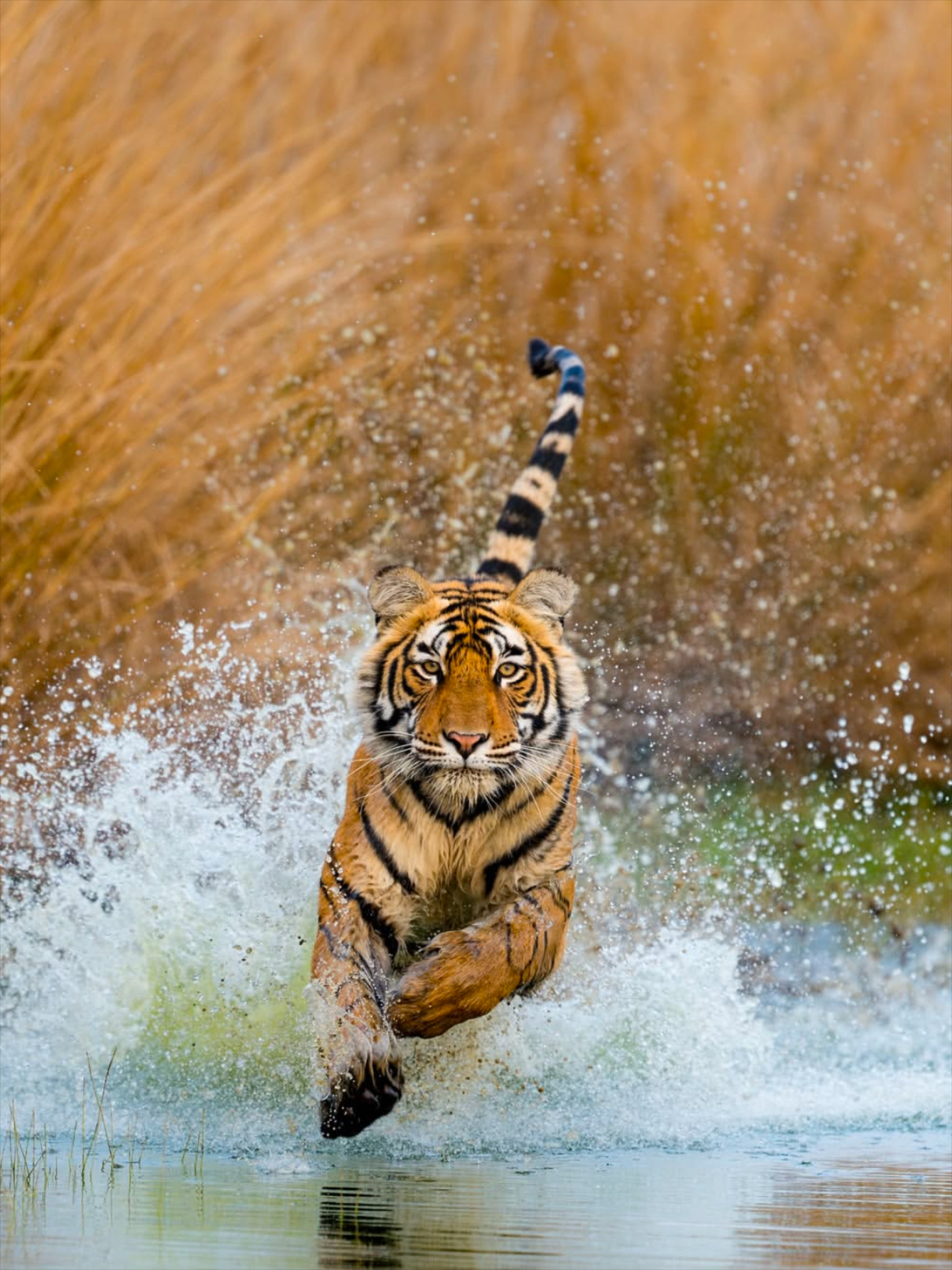 澳亚国际在线登录-包含重庆猛虎再战江苏苏宁，力夺三分的词条